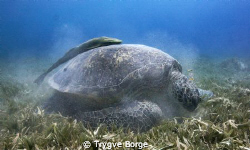 Green Turtle by Trygve Borge 